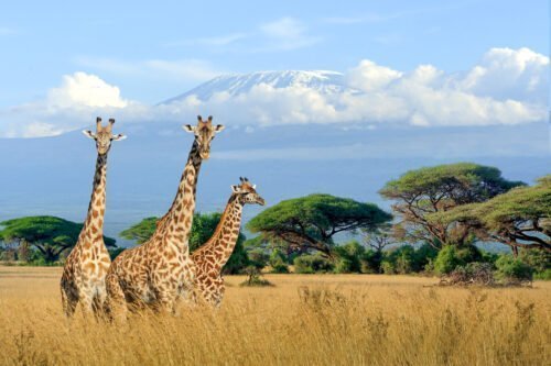 Landschaft im Kenay in Afrika